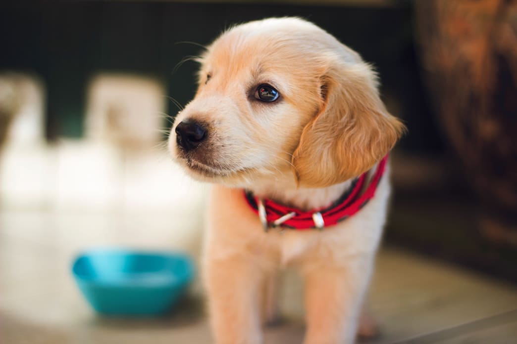 5 Ways a Puppy Will Improve Your Health